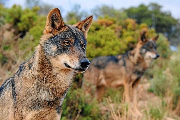 Cantabria. 34 lobos serán cazados pese a la negativa del Ministerio