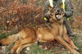 La prohibición de la caza del lobo deja sin fondos a ayuntamientos y propietarios de la Reserva de La Culebra