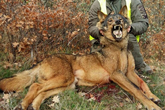 La prohibición de la caza del lobo deja sin fondos a ayuntamientos y propietarios de la Reserva de La Culebra