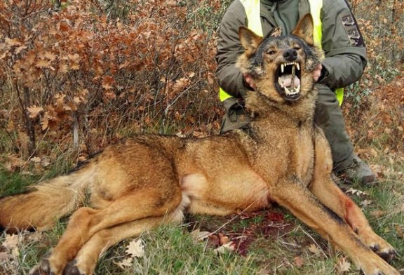 La RFEC rechaza la nueva maniobra del MITECO para proteger al lobo a pesar de las dudas del procedimiento