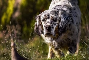 La media veda y la caza de la codorniz son la auténtica escuela del perro joven