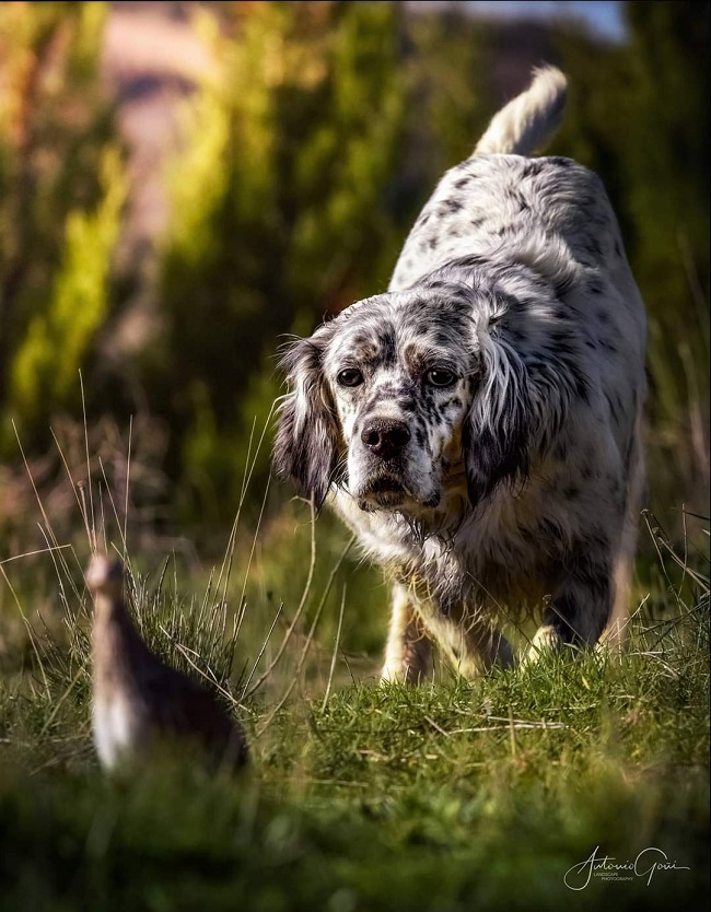 La media veda y la caza de la codorniz son la auténtica escuela del perro joven