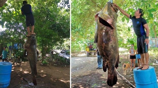 Capturaron un pez “Goliat” de 200 kilos y las fotos son estremecedoras