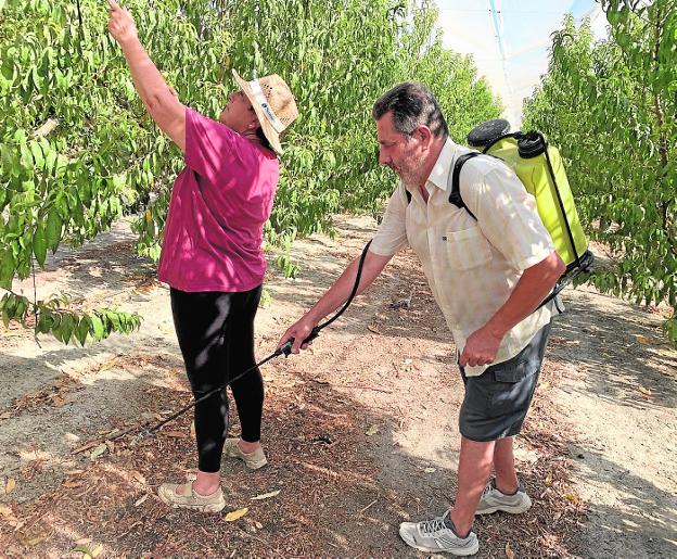 Agricultores achacan plaga de garrapatas al aumento de poblaciones de conejos y jabalíes
