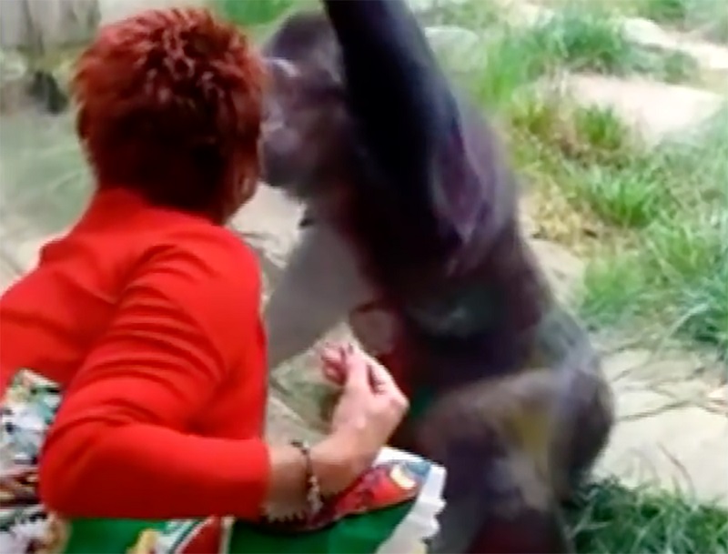 Tiene un romance con un chimpancé durante cuatro años y le prohíben la entrada al zoo