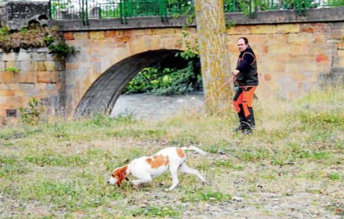El romanticismo de los perros de rastro atraillados