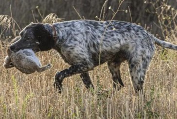 Andalucía. El sector cinegético se rebela contra la Ley de Bienestar Animal, que tachan de «letal»