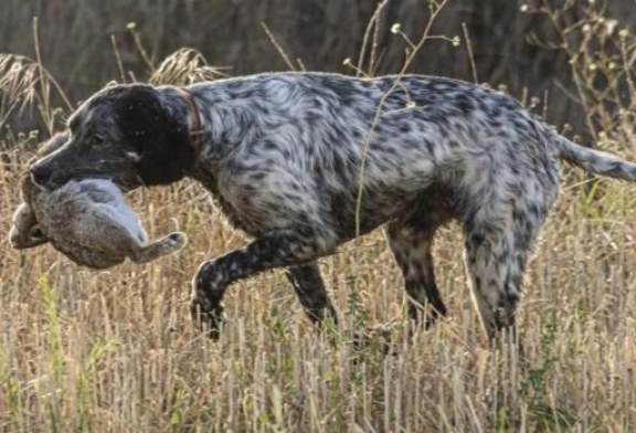 Andalucía. El sector cinegético se rebela contra la Ley de Bienestar Animal, que tachan de «letal»