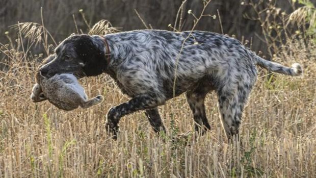 Andalucía. El sector cinegético se rebela contra la Ley de Bienestar Animal, que tachan de «letal»