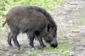 El toque de queda impide madrugar a los cazadores para cumplir su función en la naturaleza