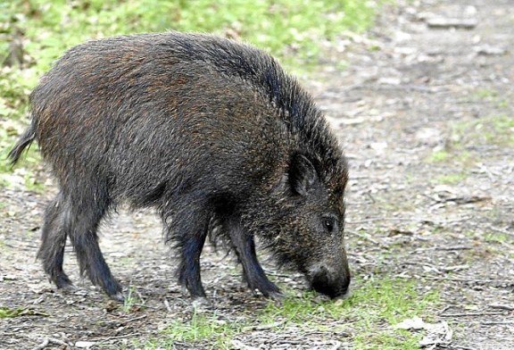 El toque de queda impide madrugar a los cazadores para cumplir su función en la naturaleza