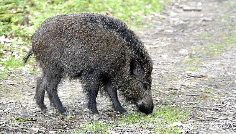 El toque de queda impide madrugar a los cazadores para cumplir su función en la naturaleza