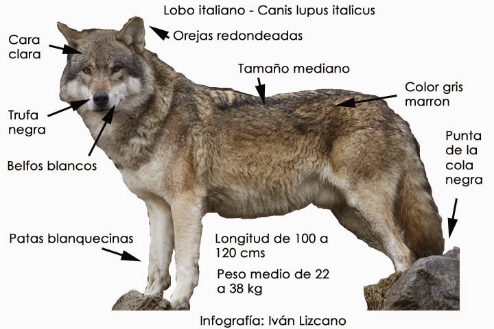 El problema de la Hibridación de las especies salvajes