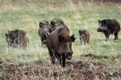 Las poblaciones de jabalíes podrían estar aproximándose a su máximo en las provincias de Huesca y Girona