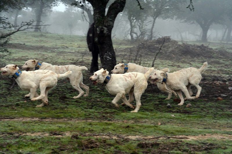 Anuncio de ley nacional de bienestar animal: animalismo y desviación de poder