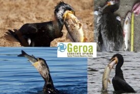Denuncian la autorización del abatimiento de 180 cormoranes en Asturias