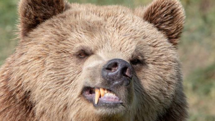 Un excursionista de 42 años fallece al ser devorado por un oso en el Parque Nacional de Egarki de Rusia