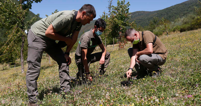 Los agentes hacen seguimiento a unos 15 osos para evitar que se acerquen a las zonas urbanas