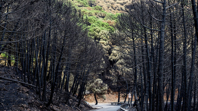El fuego deja decenas de animales carbonizados en Sierra Bermeja