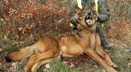 La RFEC lleva a Teresa Ribera a los tribunales por prohibir la caza del lobo en toda España