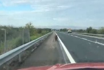 Una patrulla de Policía Foral persigue a un jabalí hasta que lo saca de una carretera navarra