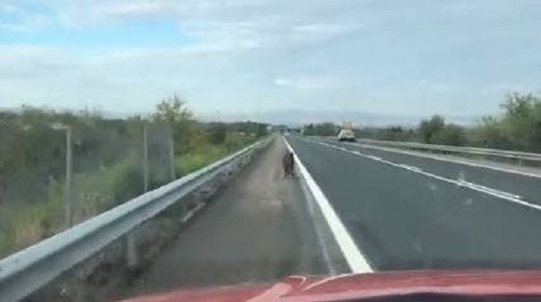 Una patrulla de Policía Foral persigue a un jabalí hasta que lo saca de una carretera navarra