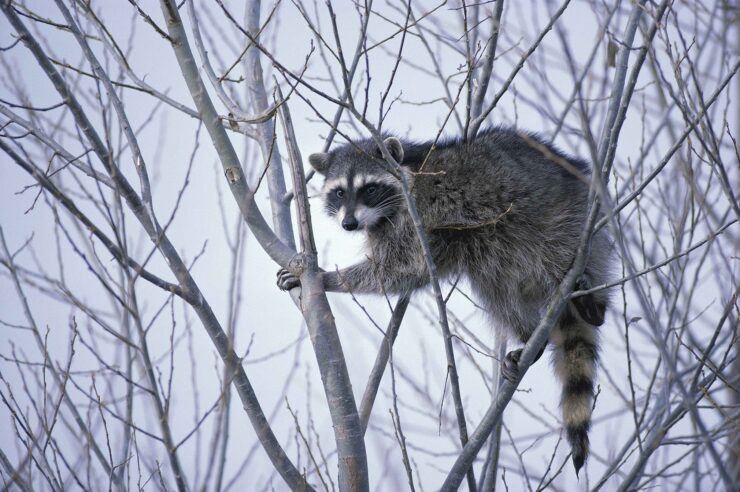 Mapaches en España: una plaga que se extiende sin parar