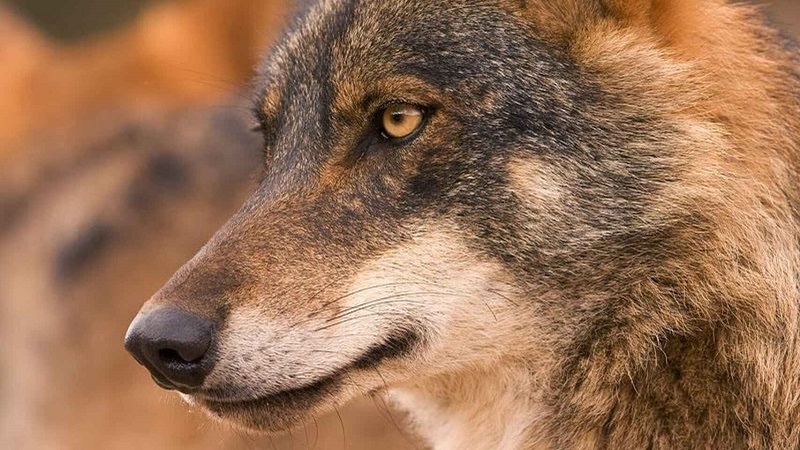 La Plataforma “Ganader@ Viv@” rechaza la protección del lobo y advierte de sus consecuencias para el mundo rural