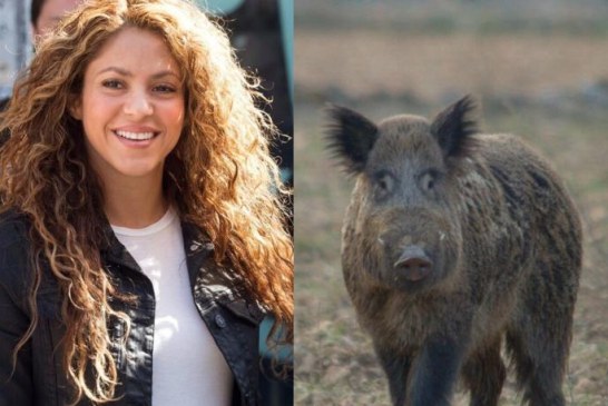 Shakira se enfrenta a dos jabalíes que se llevan su bolso en el bosque