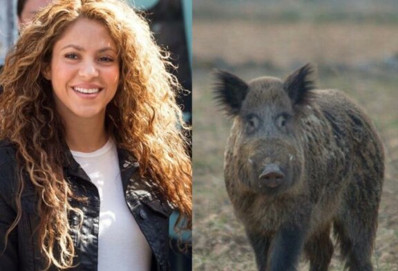 Shakira se enfrenta a dos jabalíes que se llevan su bolso en el bosque
