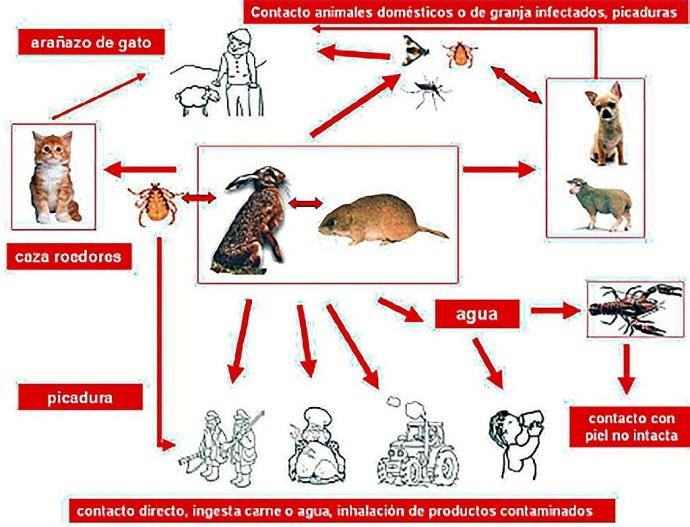 Se contagia de tularemia un trabajador que limpiaba montes en Leitza