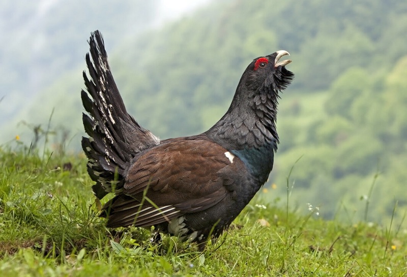 Urogallo, el rey del bosque