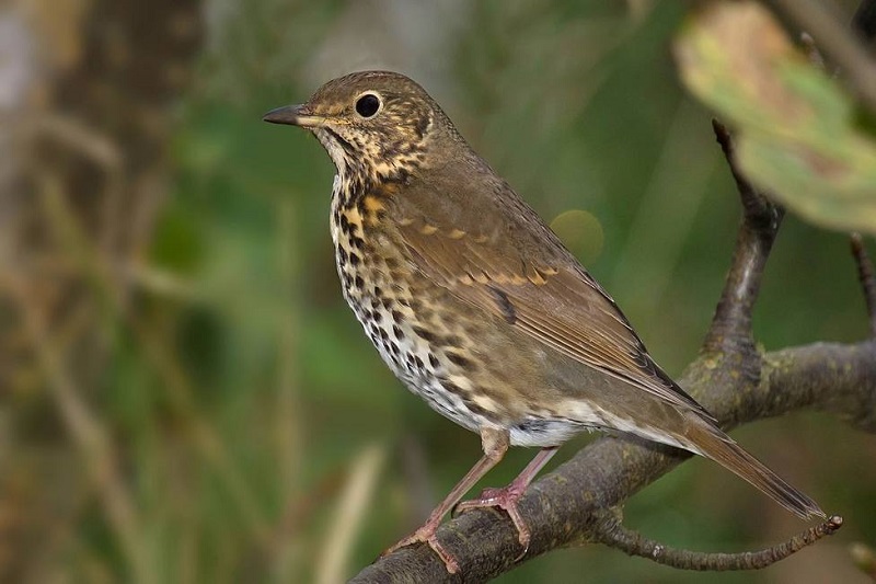 El Proyecto Zorzales busca cazadores riojanos comprometidos con la especie