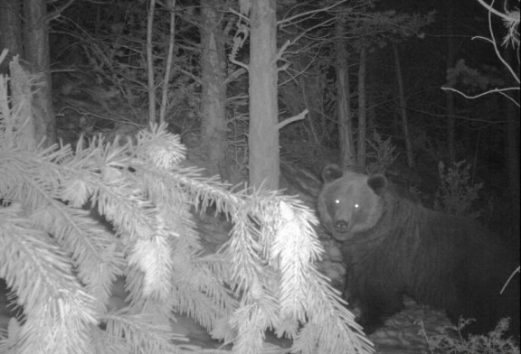 Archivan la causa contra el cazador que abatió a la osa Sarousse