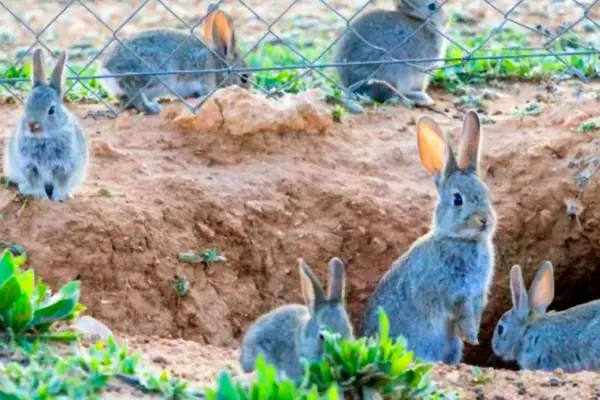 Agricultores advierten que saldrán a las calles si la DGA no actúa con eficacia ante la plaga de conejos
