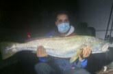 Pesca una corvina de casi 10 kilos en Vizcaya