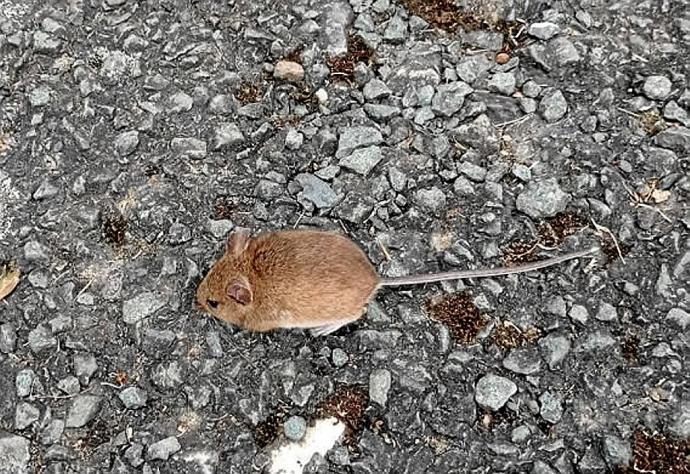 Un excursionista catalán de 25 años, segundo contagiado de tularemia en Navarra