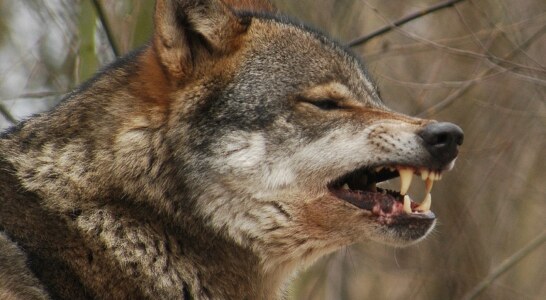 Las federaciones de caza piden al Gobierno el voto favorable a la propuesta de la Comisión Europea de flexibilizar el estatus de protección del lobo