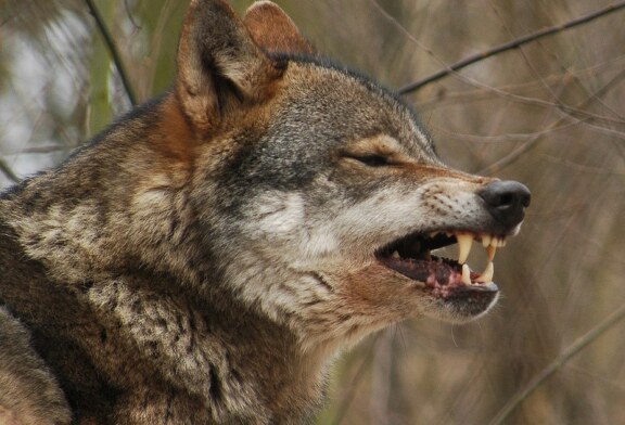 Ganaderos y cazadores temen las consecuencias por la prohibición de la caza del lobo