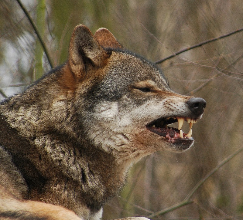 Ganaderos y cazadores temen las consecuencias por la prohibición de la caza del lobo