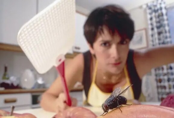 Matar una mosca podría costarte 600.000 euros, según la ley animalista del Gobierno