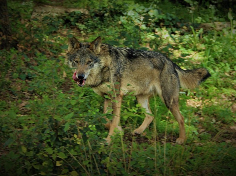 El lobo se expande por Aragón con la aparición de ejemplares también en Teruel y Zaragoza