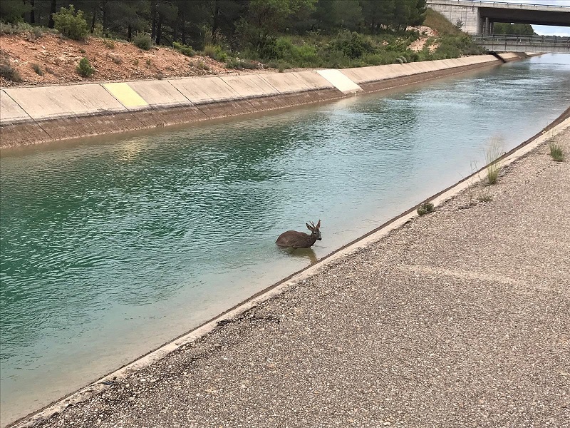 La muerte de animales en el Trasvase Tajo-Segura llega a la Fiscalía de Medio Ambiente