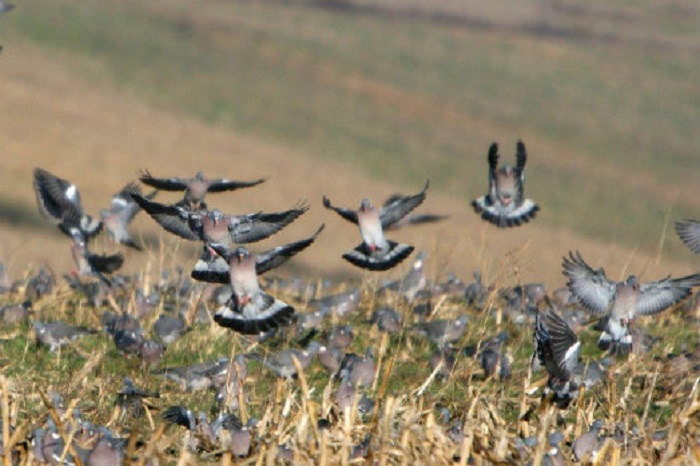 LA COMIDA Y LA TRANQUILIDAD ESTAN MODIFICANDO LA MIGRACION DE LAS PALOMAS