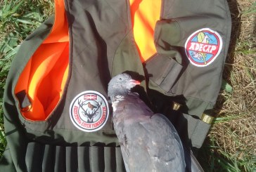 Los aficionados ponen a punto sus puestos para la pasa de palomas y malvices