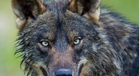 Las comunidades rechazan la estrategia del Gobierno contra la caza del lobo