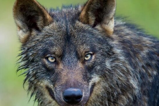 Una prestigiosa abogada medioambiental asegura que la prohibición de cazar lobos podría ser nula