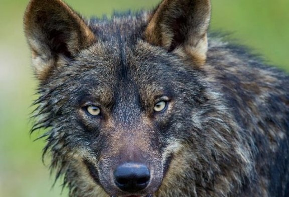 La justicia de Cantabria da la razón a Artemisan. El Plan de Gestión del Lobo era legal