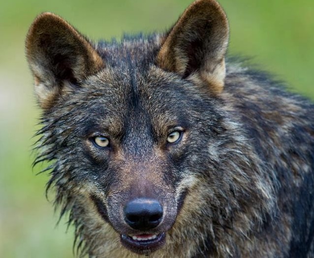 No es el lobo ni castrar al perro, es la libertad