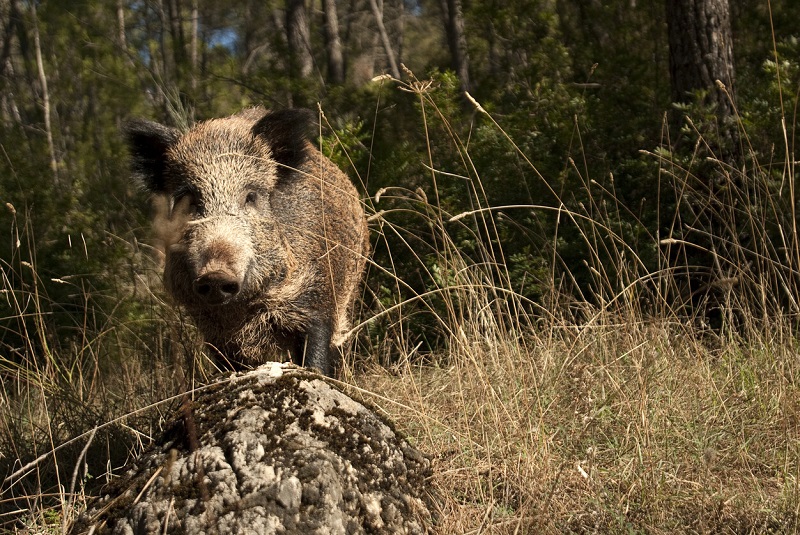 Jabalí, tesoro de caza mayor en temporada: qué es, qué propiedades tiene y cómo utilizarlo en cocina